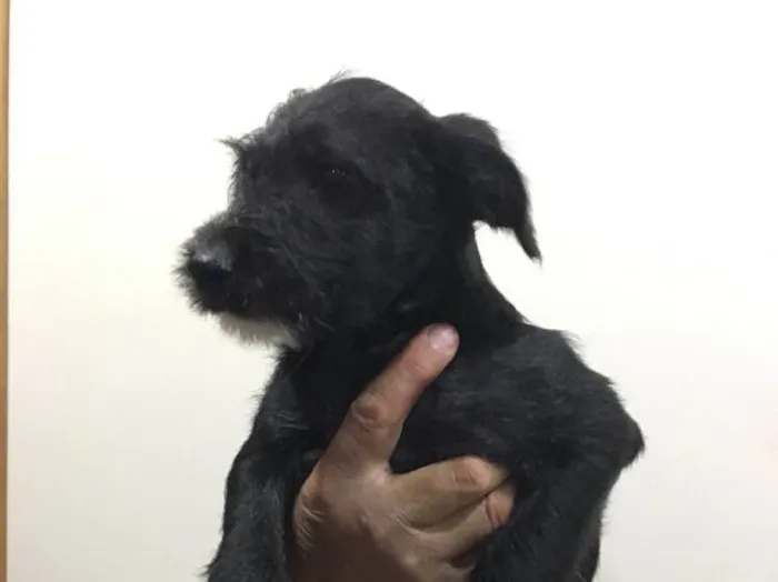 Cachorro ra a Sem Raça Definida  idade 2 a 6 meses nome Pêto