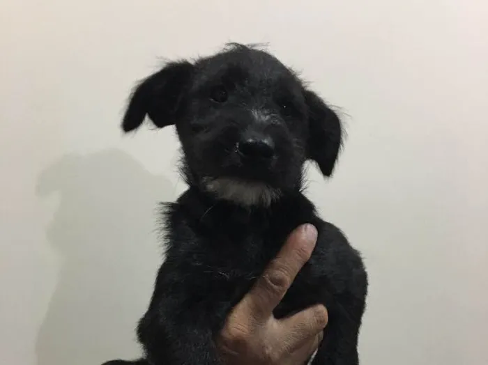 Cachorro ra a Sem Raça Definida  idade 2 a 6 meses nome Pêto