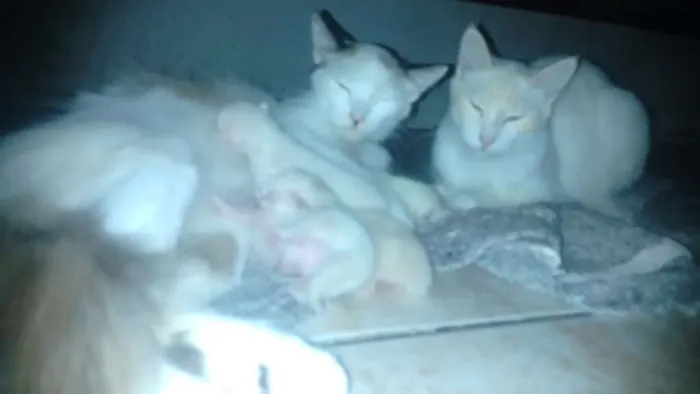 Gato raça Siamês idade Abaixo de 2 meses nome Bolinhas de neve