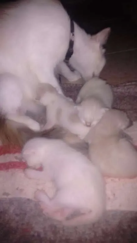 Gato raça Siamês idade Abaixo de 2 meses nome Bolinhas de neve