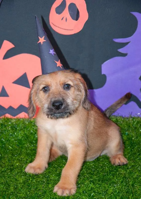 Cachorro ra a SRD idade Abaixo de 2 meses nome Estopinha