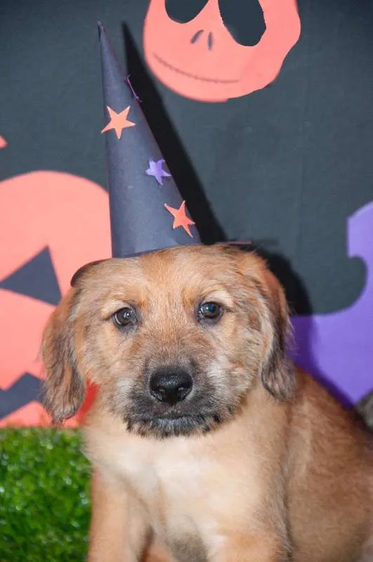 Cachorro ra a SRD idade Abaixo de 2 meses nome Estopinha