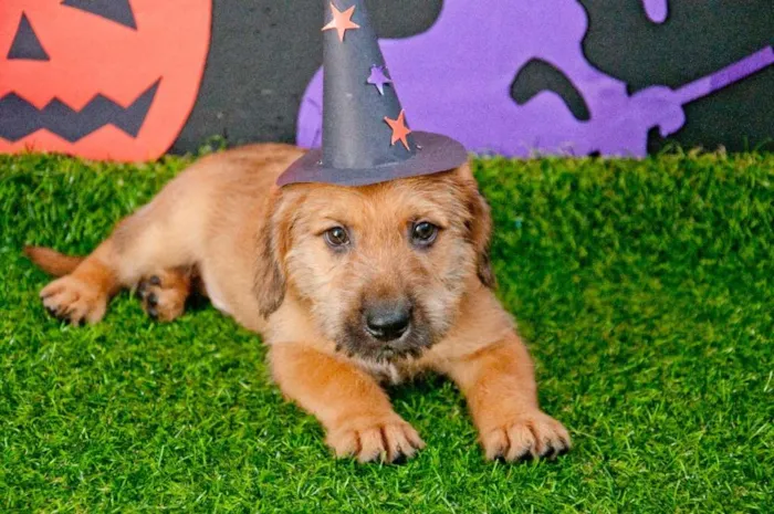 Cachorro ra a SRD idade Abaixo de 2 meses nome Estopinha