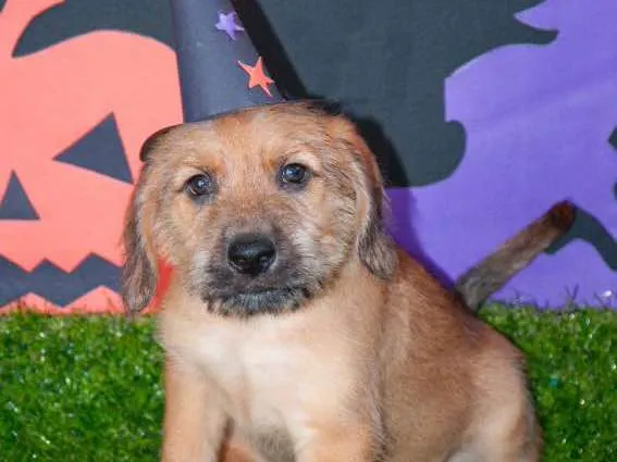Cachorro ra a SRD idade Abaixo de 2 meses nome Estopinha
