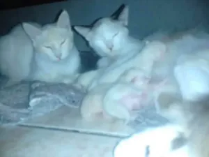 Gato raça Siamês idade Abaixo de 2 meses nome Bolinhas de neve
