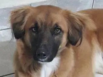 Cachorro ra a srd idade 1 ano nome Violeta (Vivi)