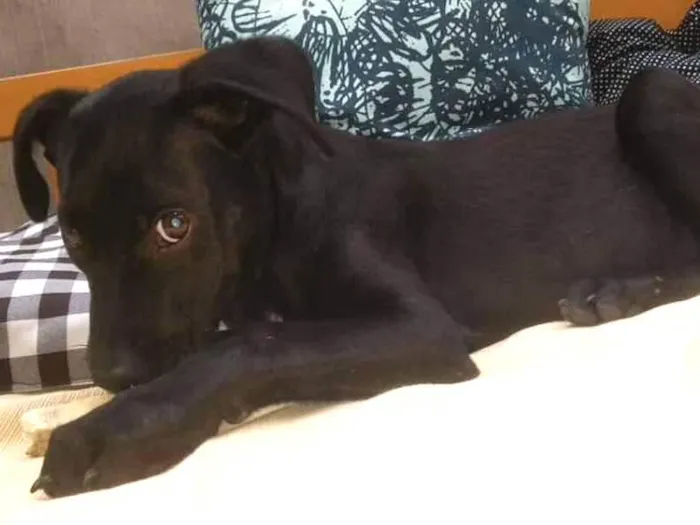 Cachorro ra a SRD idade 2 a 6 meses nome Luna