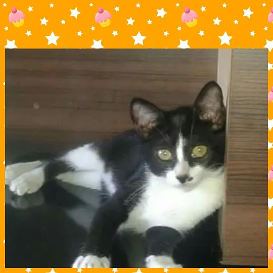 Gato raça S. R. D idade 2 a 6 meses nome Margô! 