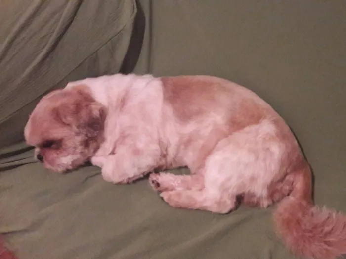Cachorro ra a Shit-zu idade 4 anos nome Luck