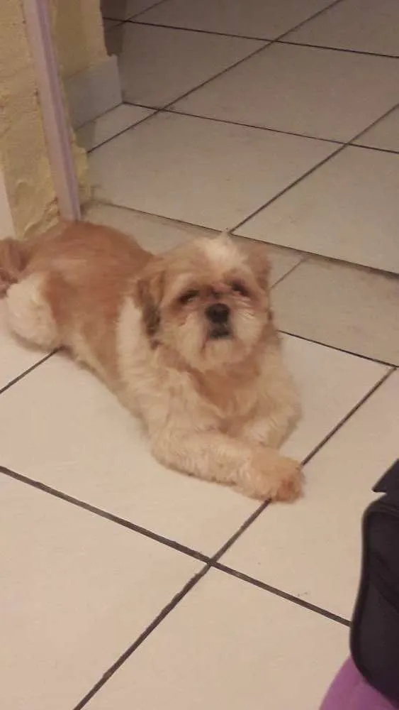 Cachorro ra a Shit-zu idade 4 anos nome Luck