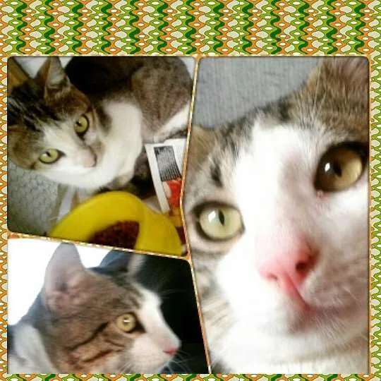 Gato raça S. R. D idade 1 ano nome Pipoca 