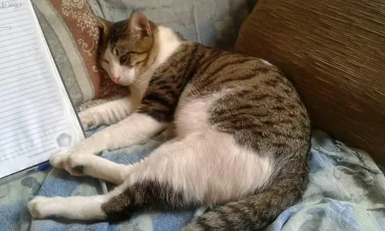 Gato raça S. R. D idade 1 ano nome Pipoca 
