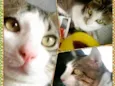 Pipoca 