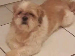 Cachorro raça Shit-zu idade 4 anos nome Luck