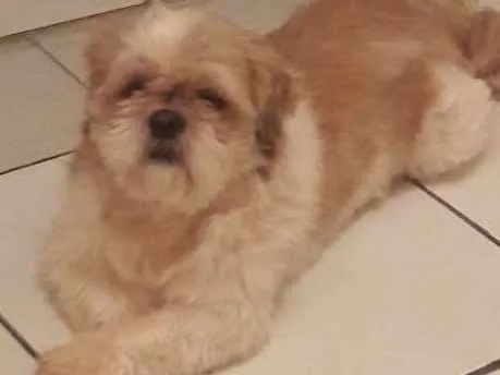 Cachorro ra a Shit-zu idade 4 anos nome Luck