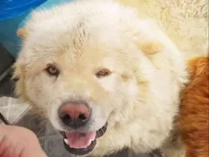 Cachorro raça Chow Chow idade 1 ano nome Nero / Shazam