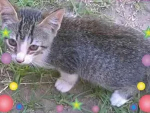 Gato raça S. R. D.  idade 2 a 6 meses nome Sem nome. 