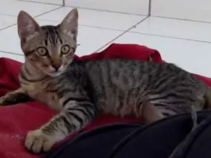 Gato raça Sem raça definida idade 2 a 6 meses nome Sem nome