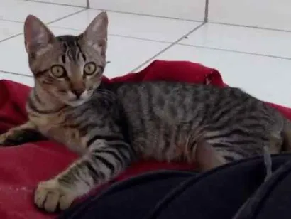 Gato raça Sem raça definida idade 2 a 6 meses nome Sem nome