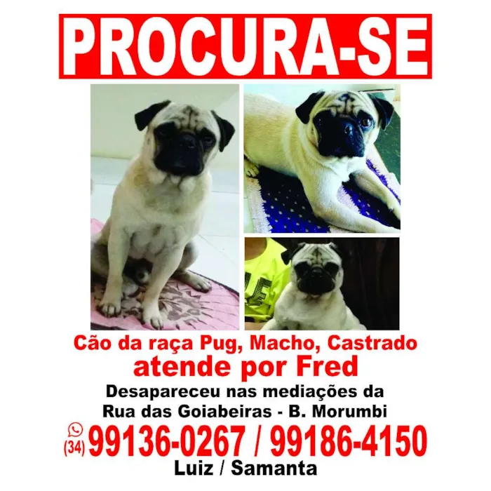 Cachorro ra a pug idade 3 anos nome Fred