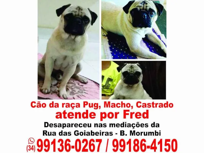 Cachorro ra a pug idade 3 anos nome Fred