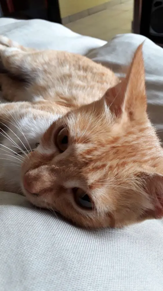 Gato ra a Vira lata idade 2 a 6 meses nome Burthefly