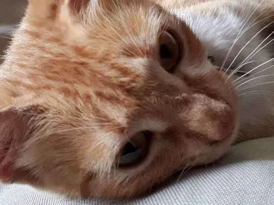 Gato ra a Vira lata idade 2 a 6 meses nome Burthefly