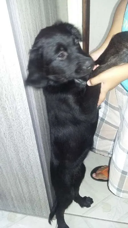 Cachorro raça Não sei a raça da Mãe idade 2 a 6 meses nome ainda não tem