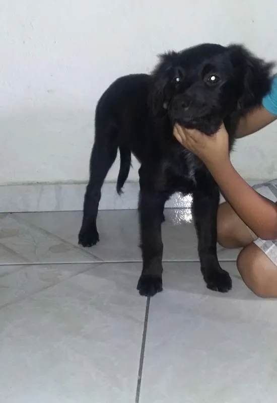 Cachorro raça Não sei a raça da Mãe idade 2 a 6 meses nome ainda não tem
