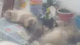 Belinha, Laisy e Luna