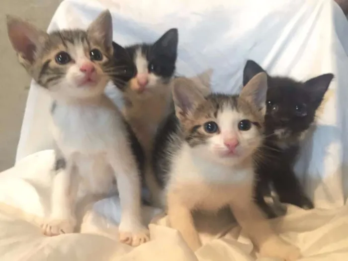 Gato ra a  idade Abaixo de 2 meses nome não tem nome 