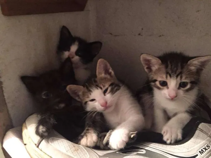 Gato ra a  idade Abaixo de 2 meses nome não tem nome 