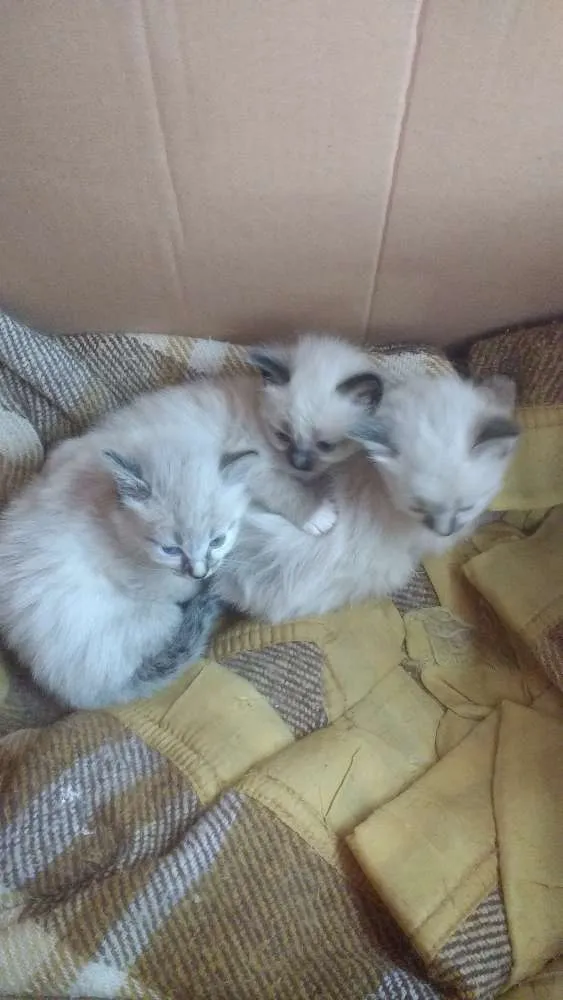 Gato ra a Siamês idade 2 a 6 meses nome Belinha, Laisy e Luna