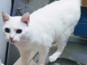 Gato raça SRD idade 3 anos nome Branquinha