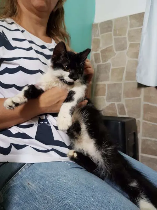 Gato ra a SRD idade 2 a 6 meses nome Kitten