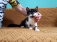 Kitten