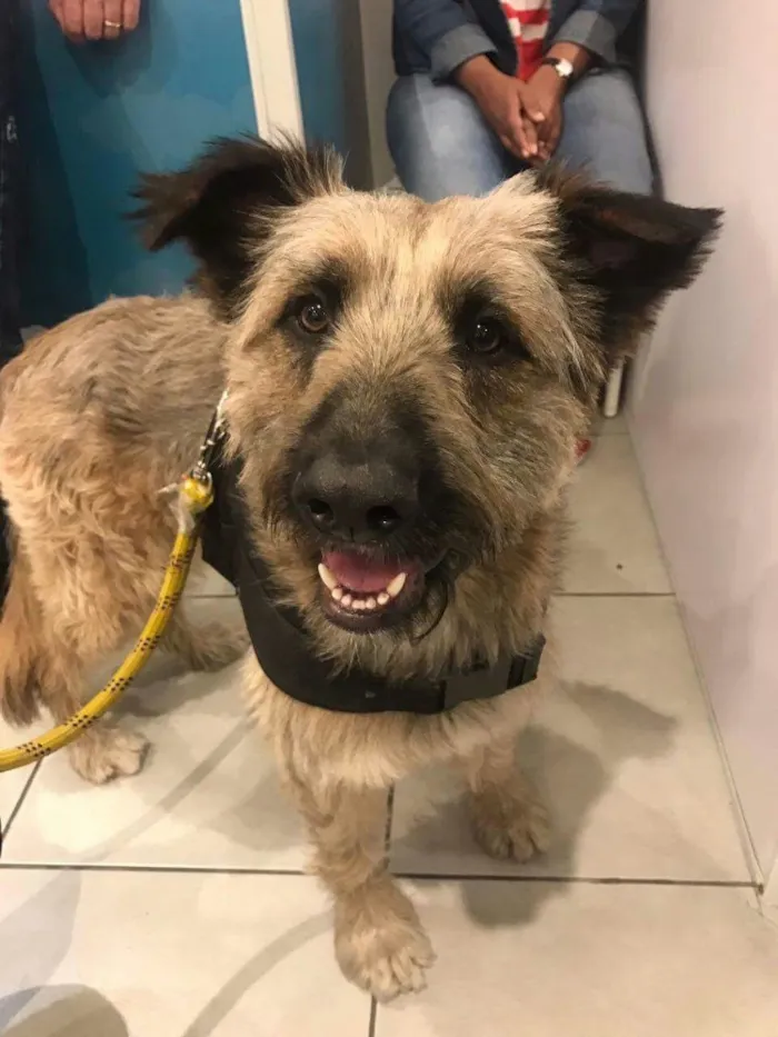 Cachorro ra a Srd idade 2 anos nome Frederico
