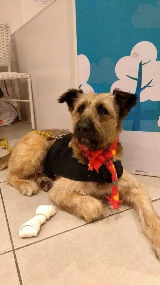 Cachorro ra a Srd idade 2 anos nome Frederico