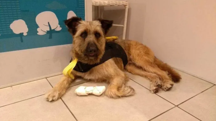 Cachorro ra a Srd idade 2 anos nome Frederico