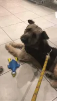 Frederico