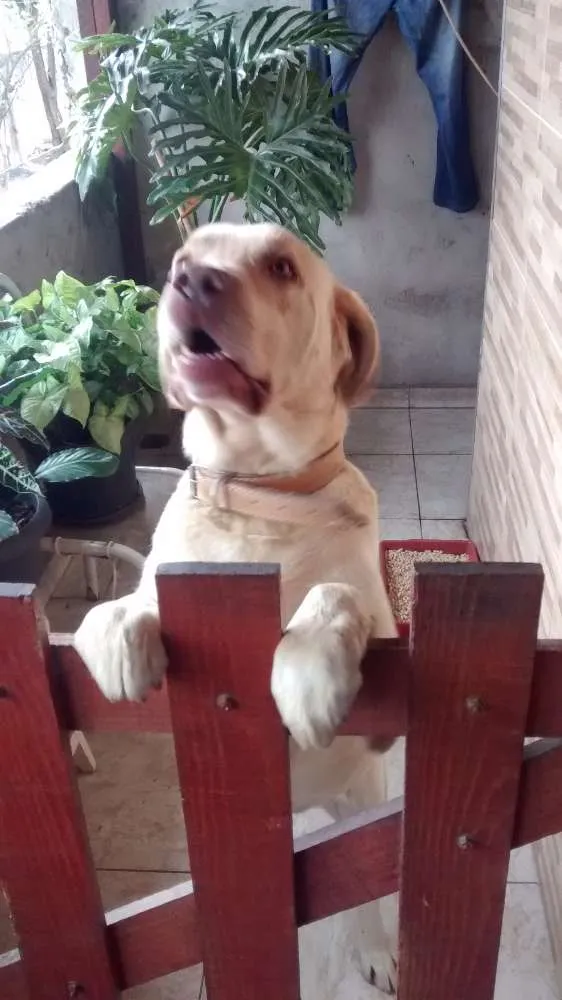 Cachorro ra a Labrador  idade 4 anos nome Tufão