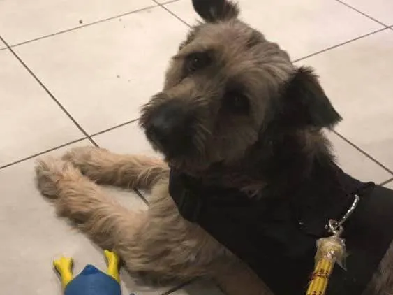Cachorro ra a Srd idade 2 anos nome Frederico