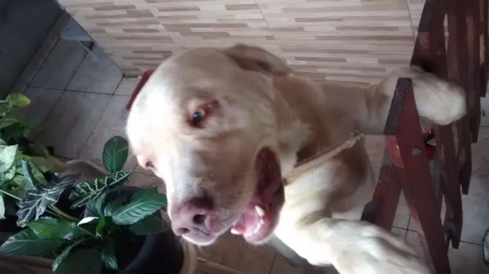 Cachorro ra a Labrador  idade 4 anos nome Tufão