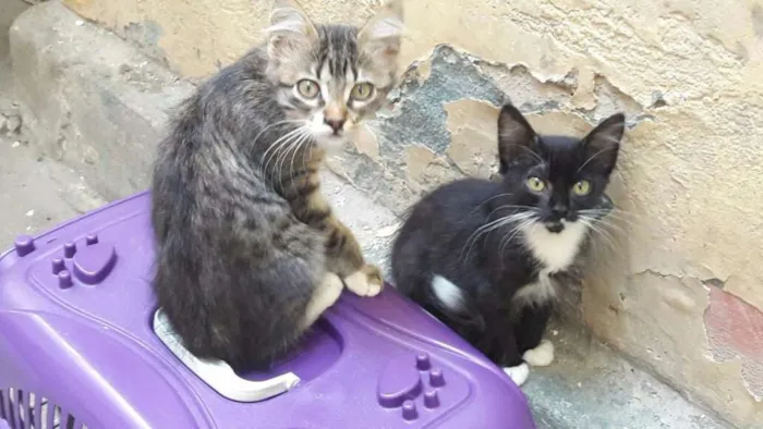 Gato ra a SRD idade 7 a 11 meses nome Minduim