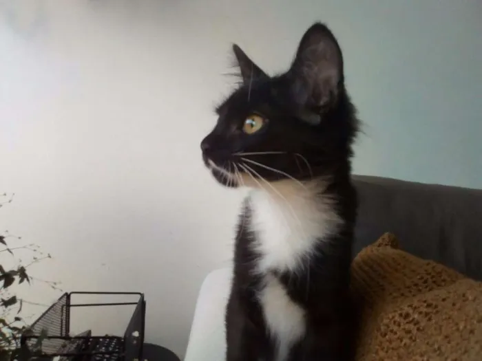 Gato ra a SRD idade 7 a 11 meses nome Minduim