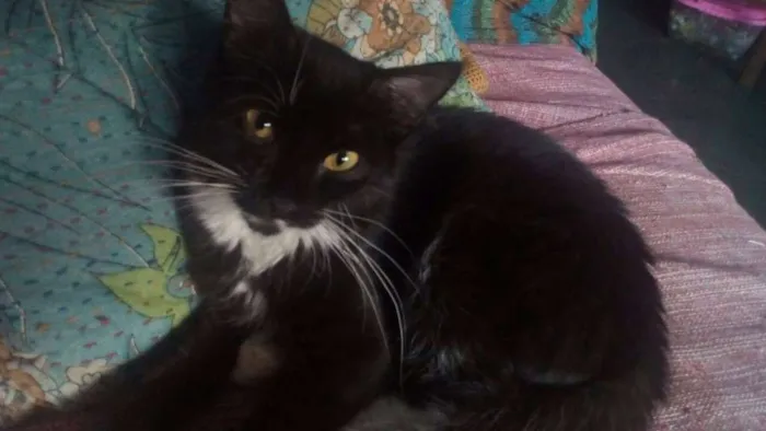 Gato ra a SRD idade 7 a 11 meses nome Minduim