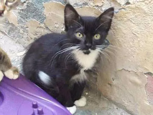 Gato ra a SRD idade 7 a 11 meses nome Minduim