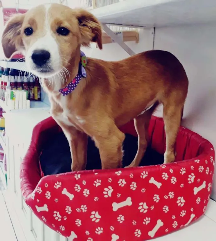 Cachorro ra a SRD idade 2 a 6 meses nome Sukita