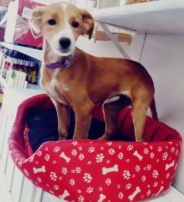 Cachorro ra a SRD idade 2 a 6 meses nome Sukita