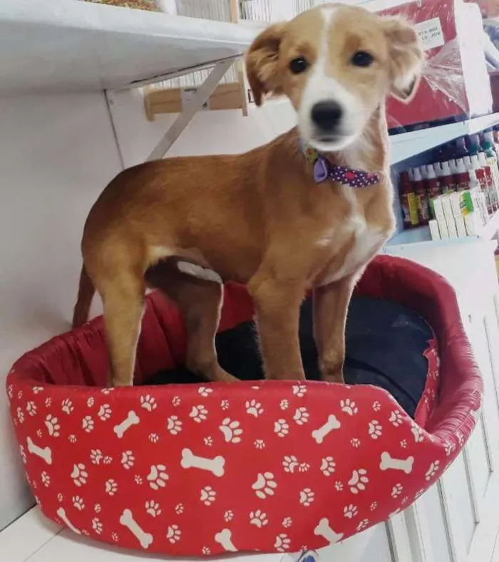 Cachorro ra a SRD idade 2 a 6 meses nome Sukita